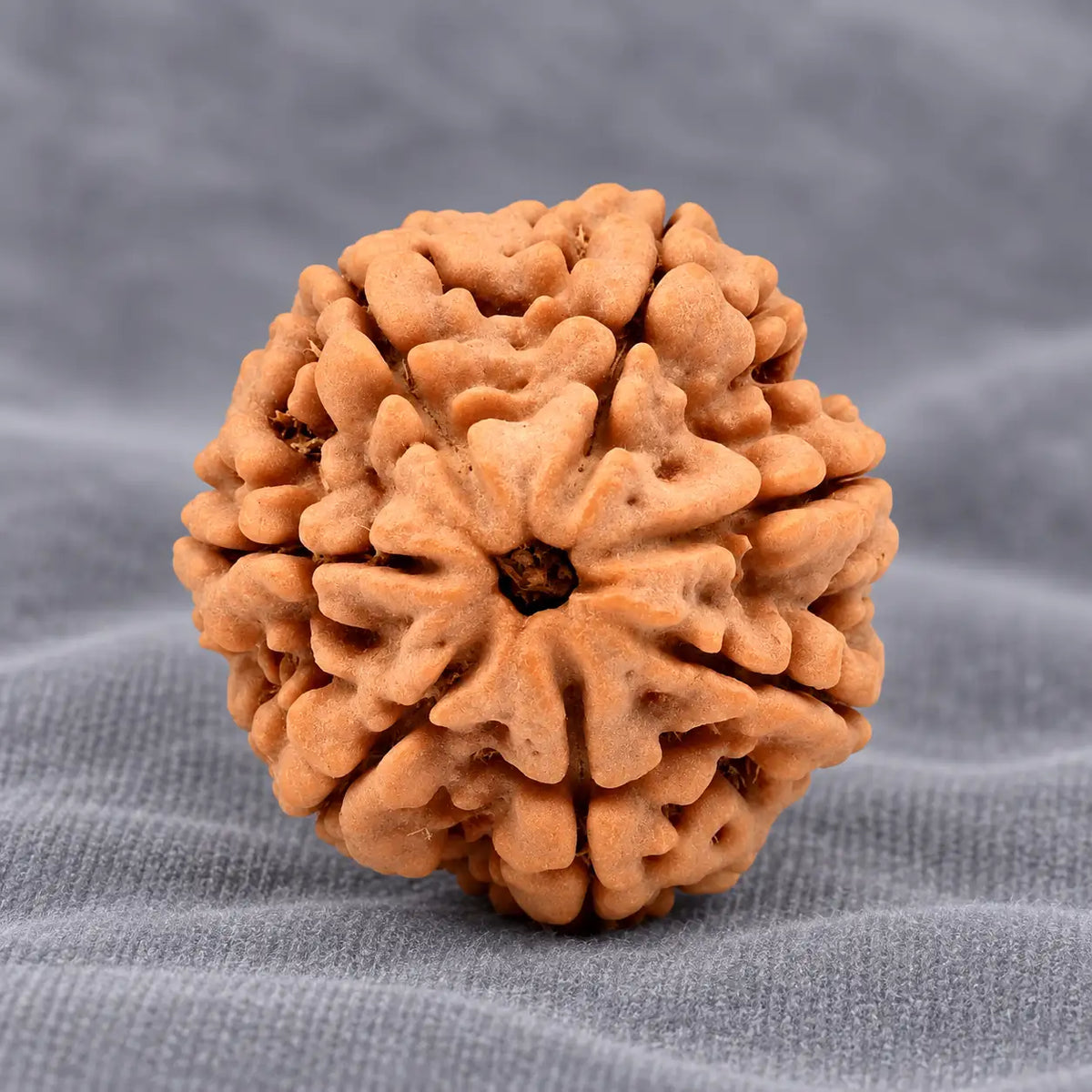 7 Mukhi