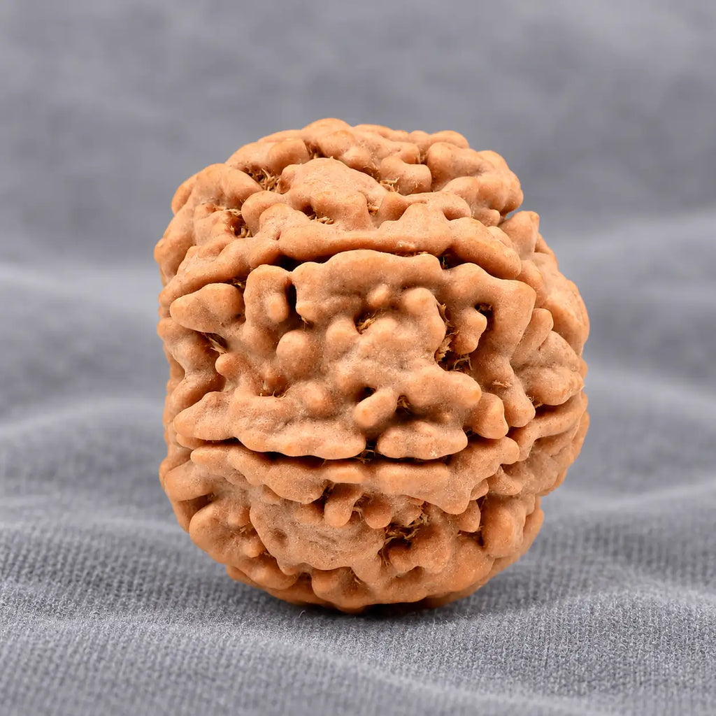 7 Mukhi Large Rudraksha From Nepal