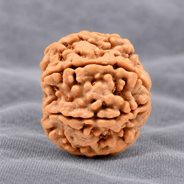 7 Mukhi Large Rudraksha From Nepal