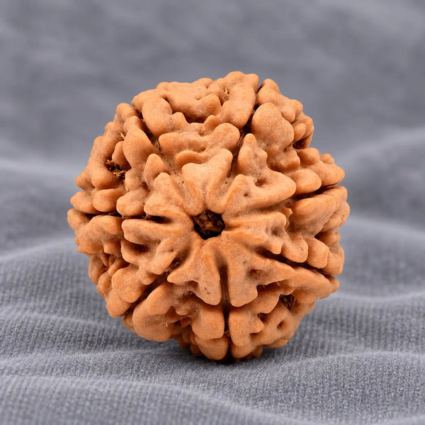 7 Mukhi Large Rudraksha From Nepal