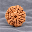 7 Mukhi Large Rudraksha From Nepal