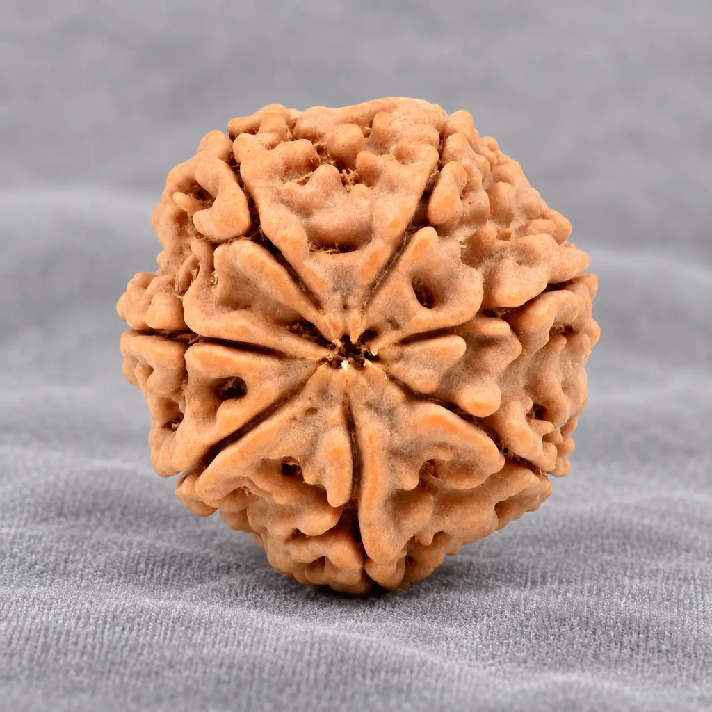 7 Mukhi Large Rudraksha From Nepal