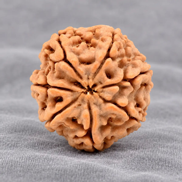7 Mukhi Large Rudraksha From Nepal